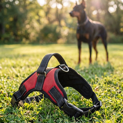 Harnais chien doberman