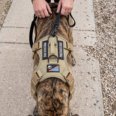 Harnais chien jaune avec laisse noir