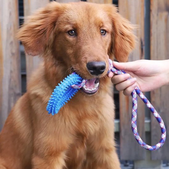 Jouet chien bleu golden retriver