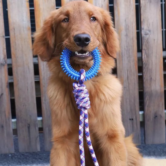 Jouet chien bleu