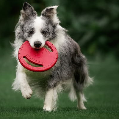 Le jouet chien | WoofDisc