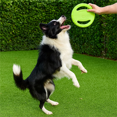 Le jouet chien | WoofDisc