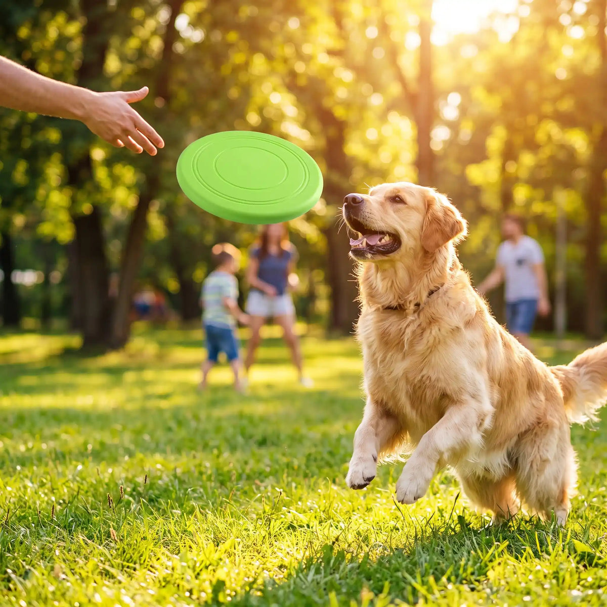 jouet pour chien frisbee labrador
