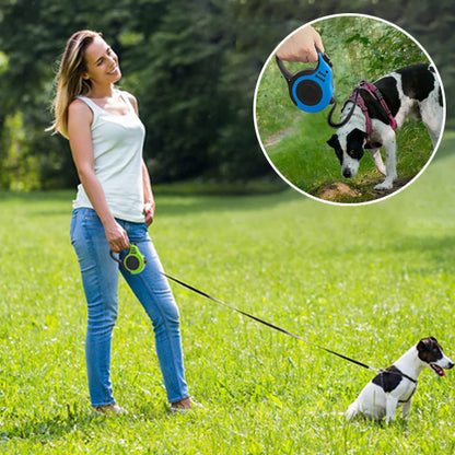 laisse de chien vert et bleu