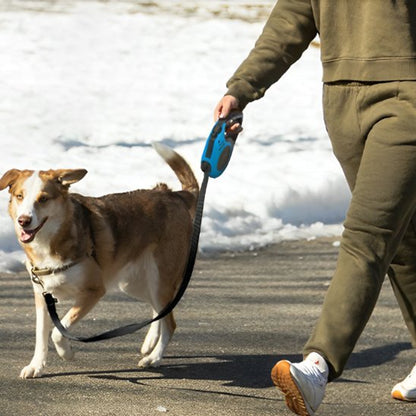 Laisse pour Chien bleu avec une personne en kaki