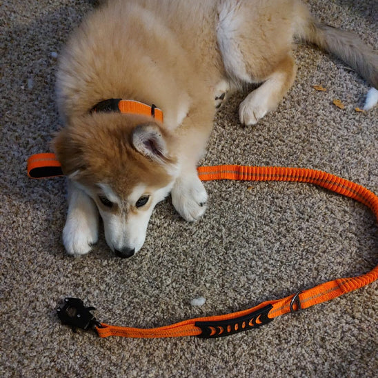 La laisse pour chien - FlexiChien™