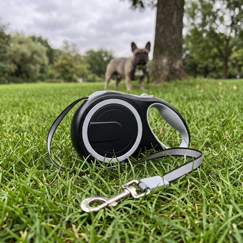 Laisse pour Chien sur gazon