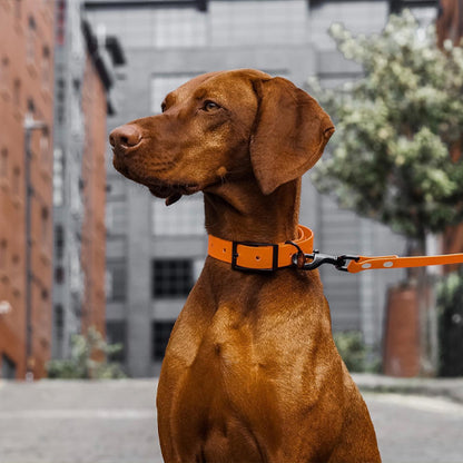 Laisses pour chiens - LibrePatte™