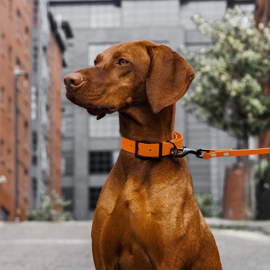 Laisses pour chiens - LibrePatte™