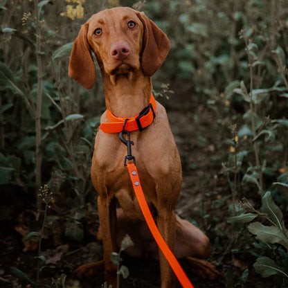 Laisses pour chiens - LibrePatte™