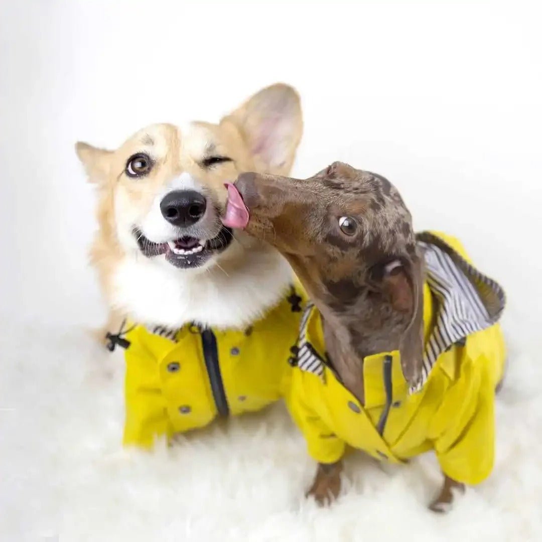 Imperméable pour chien - ImperToutou™