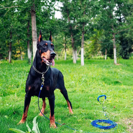 Le collier pour chien - ChainLeash™