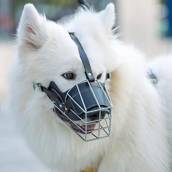 mesulière cage chien blanc