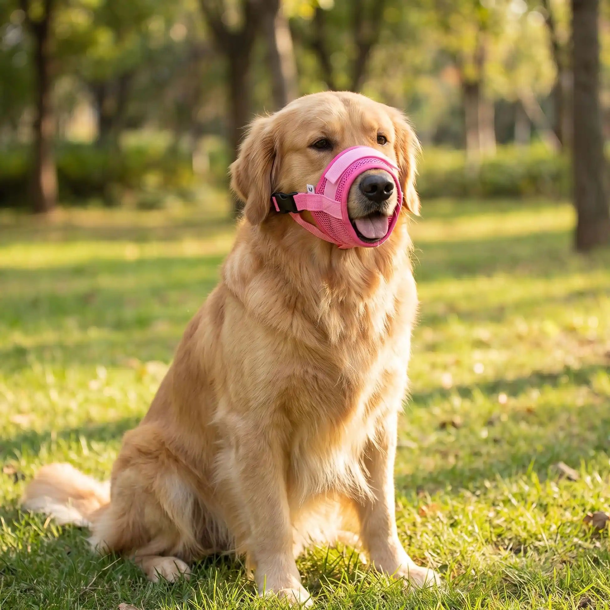 mesulière chien rose