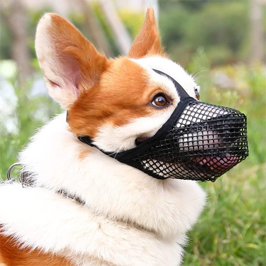 Muselière chien cogy