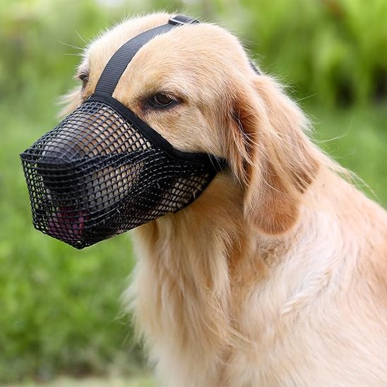 Muselière chien golden
