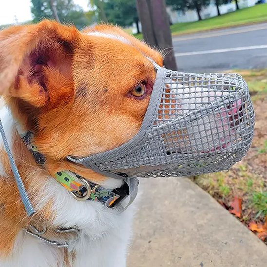 Muselière chien gris