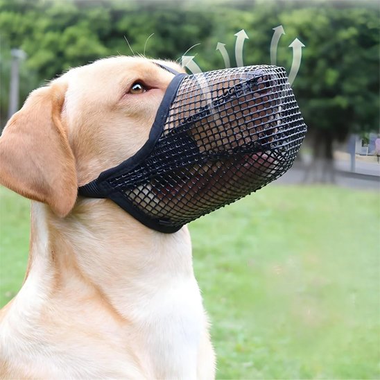 Muselière chien labrador