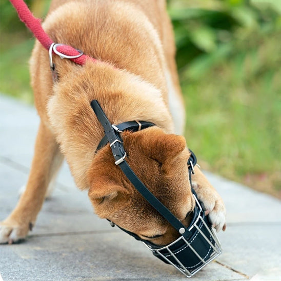 Muselière pour chien - MusoStop™