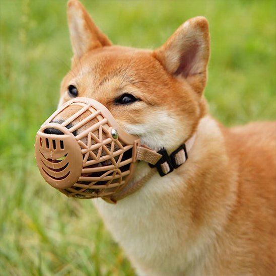 Muselière pour chien shiba beige