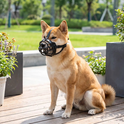 muselière shiba