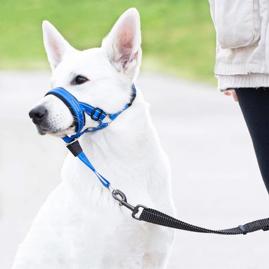 Muselière chien​ bleu laisse noir