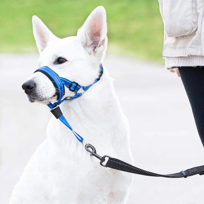 Muselière chien​ bleu laisse noir