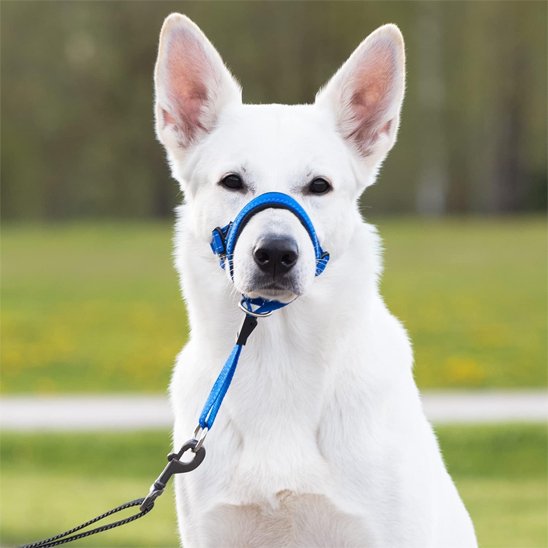 Muselière chien​ grand blanc