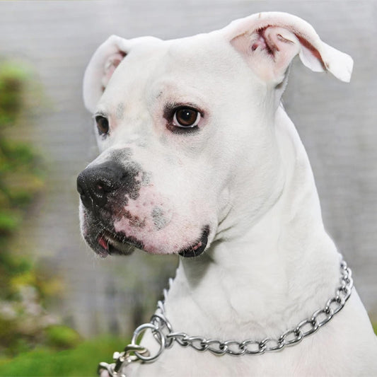 Le collier pour chien - DoggyChain™