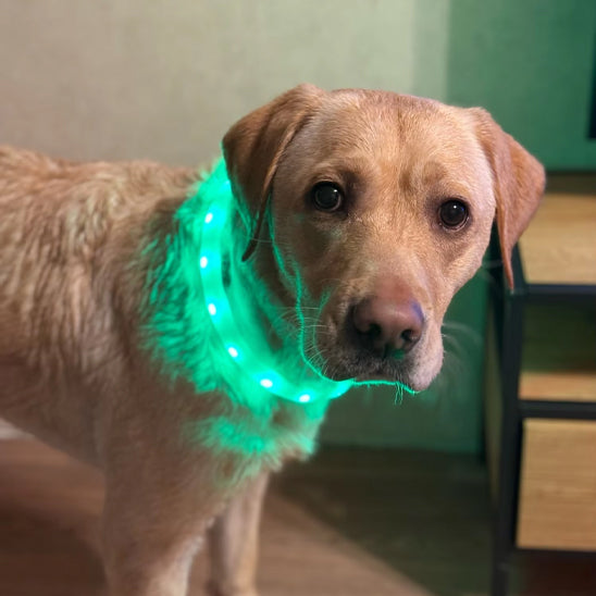 Collier lumineux pour chien - FlashColl™