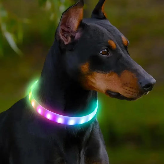 Collier lumineux pour chien - FlashColl™