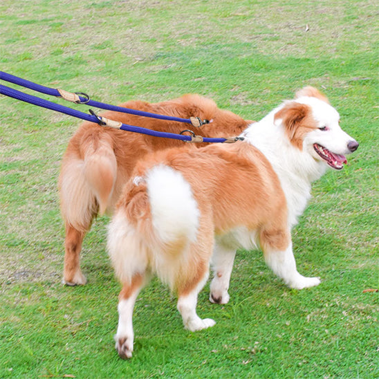 La double laisse pour chien