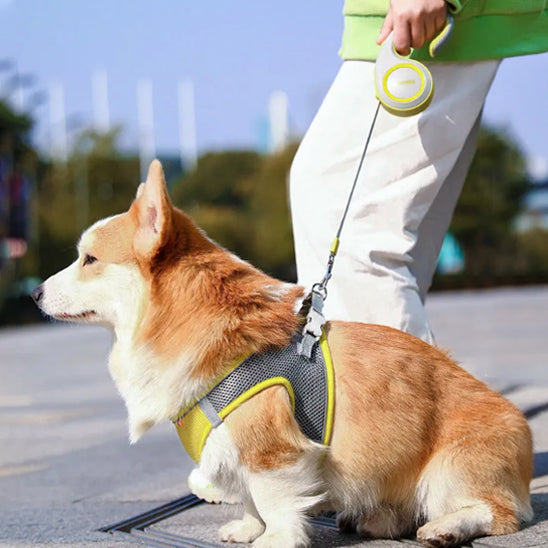 Laisses pour chien - DogRetrac™