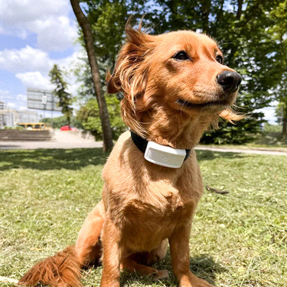 Collier GPS pour chien – Wouf'Track™