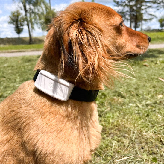 Collier GPS pour chien – Wouf'Track™