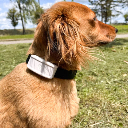 Collier GPS pour chien – Wouf'Track™
