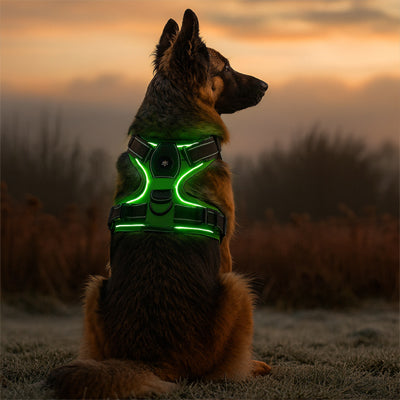 Harnais lumineux | WOUF’LIGHT™
